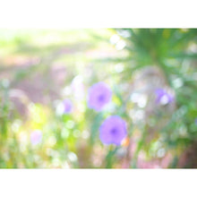 Load image into Gallery viewer, Photo Impressionism - Mexican Petunias