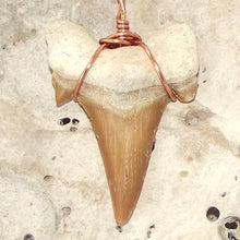 Load image into Gallery viewer, C. Auriculatus Fossil Shark Tooth (33-55 Million Years Old) Necklace