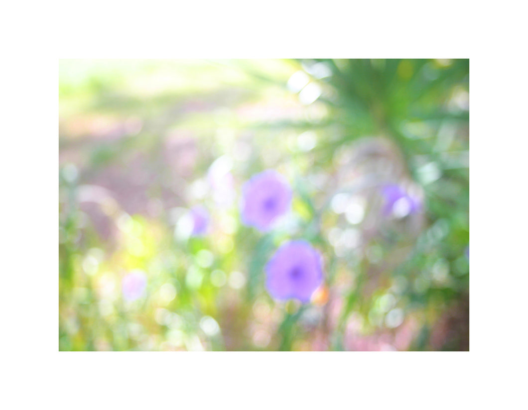 Photo Impressionism - Mexican Petunias