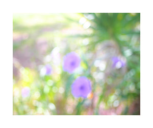 Photo Impressionism - Mexican Petunias